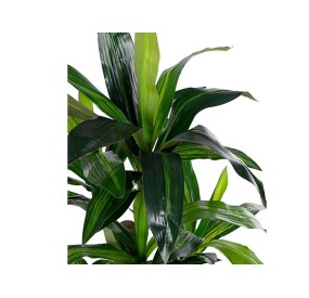 ARTIFICIAL DRACANEA PLANT WITH POT H110cm