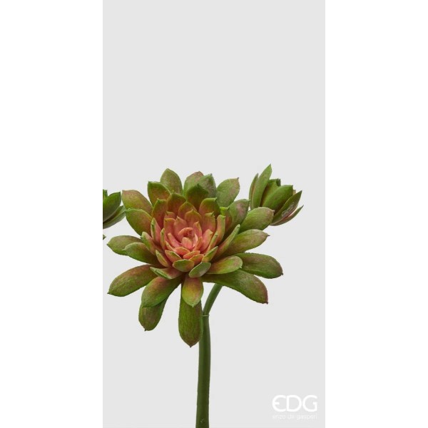 RAMO FIORE ECHEVITERIA 18cm ENZO DE GASPERI RAMO FIORE ECHEVITERIA 18cm ENZO DE GASPERI